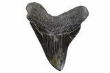 Serrated, Fossil Megalodon Tooth - South Carolina #306302-2